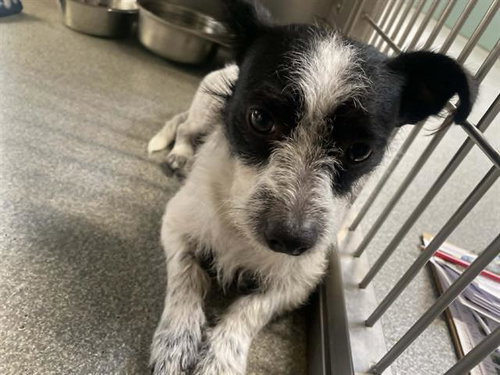 A1959791, an adoptable Cairn Terrier in Orange, CA
