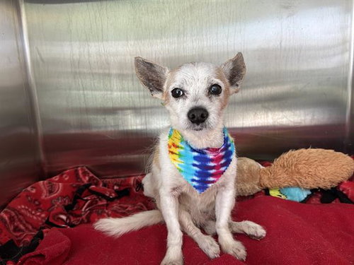 DIMITRI, an adoptable Rat Terrier in Orange, CA