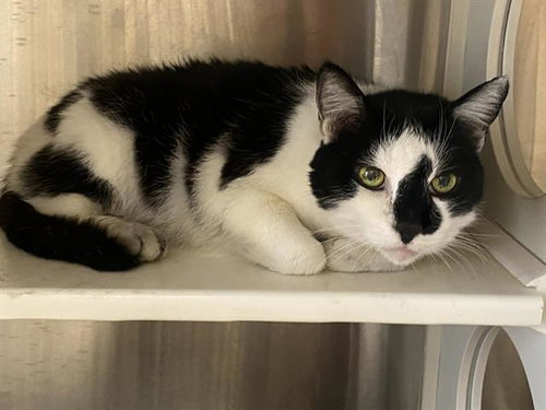 PEPPER, Senior Domestic Short Hair (medium coat), cat for adoption in Alhambra, California