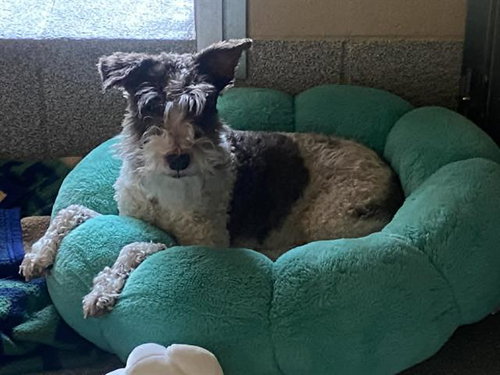 COCO, an adoptable Miniature Schnauzer in Orange, CA