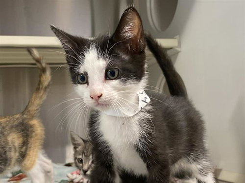 POSSUM, Baby Domestic Short Hair (medium coat), cat for adoption in Alhambra, California
