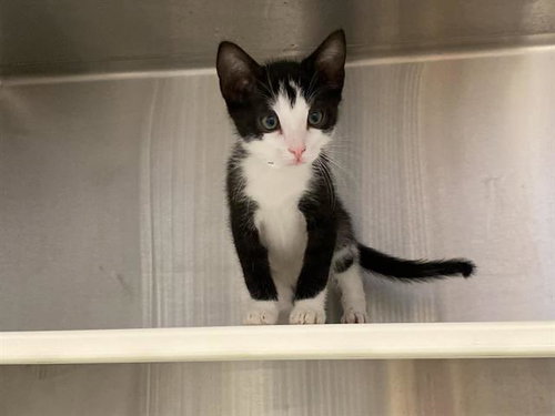 FIGARO, Baby Domestic Short Hair (medium coat), cat for adoption in Alhambra, California