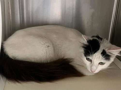 BEVERLY, Adult Domestic Short Hair (medium coat), cat for adoption in Alhambra, California