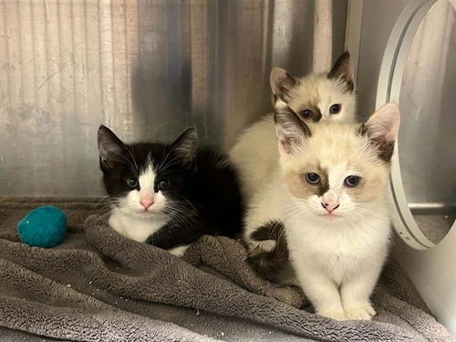 BEANS, Baby Domestic Short Hair (medium coat), cat for adoption in Alhambra, California