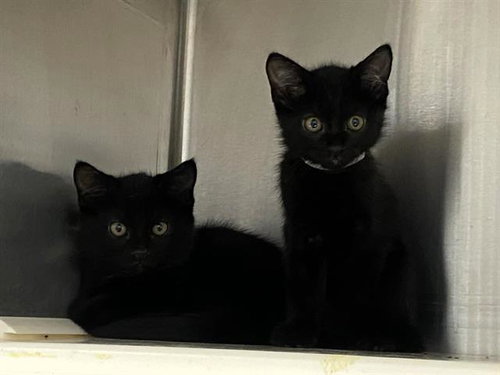 MAN RAY, Baby Domestic Short Hair (medium coat), cat for adoption in Alhambra, California