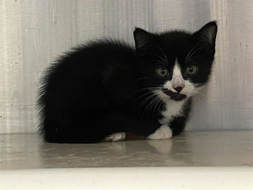 BARNACLE BOY, Baby Domestic Short Hair (medium coat), cat for adoption in Alhambra, California