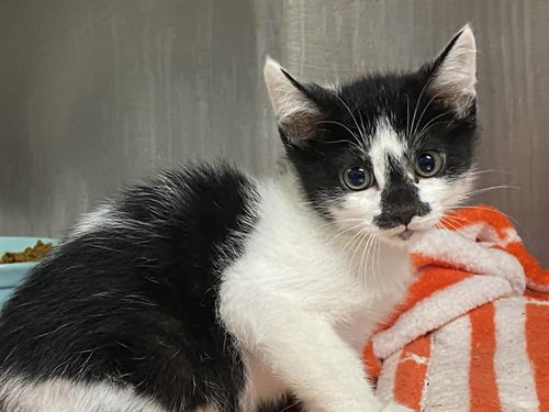MERMAID MAN, Baby Domestic Short Hair (medium coat), cat for adoption in Alhambra, California