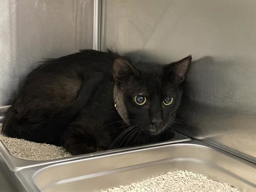 ROCKY, Adult Domestic Short Hair (medium coat), cat for adoption in Alhambra, California