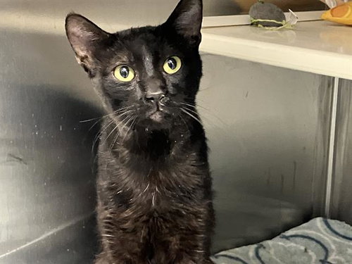 ROCKY, Adult Domestic Short Hair (medium coat), cat for adoption in Paramount, California