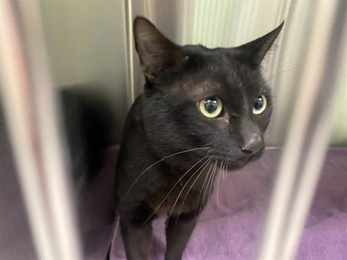 MANCHESTER, Adult Domestic Short Hair (medium coat), cat for adoption in Alhambra, California
