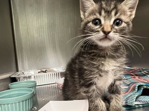 CAKE, Baby Domestic Short Hair (medium coat), cat for adoption in Alhambra, California