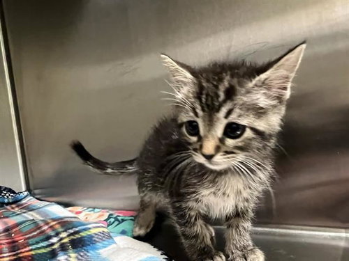 MUFFIN, Baby Domestic Short Hair (medium coat), cat for adoption in Alhambra, California