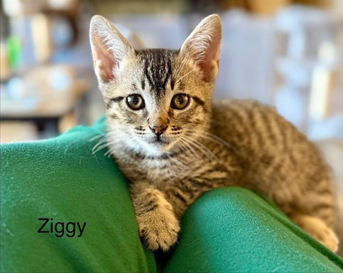 ZIGGY, Baby Domestic Short Hair (medium coat), cat for adoption in Alhambra, California