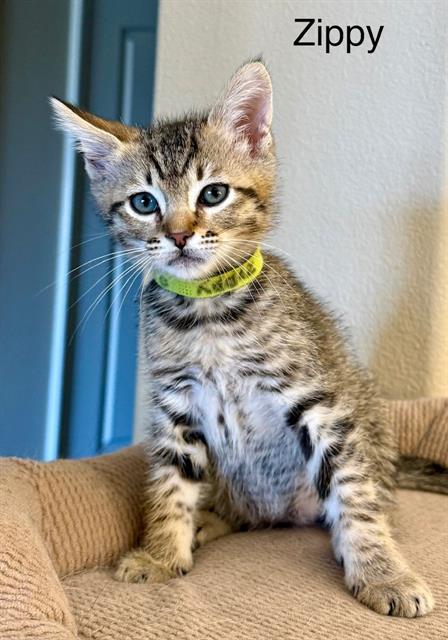 ZIPPY, Baby Domestic Short Hair (medium coat), cat for adoption in Alhambra, California