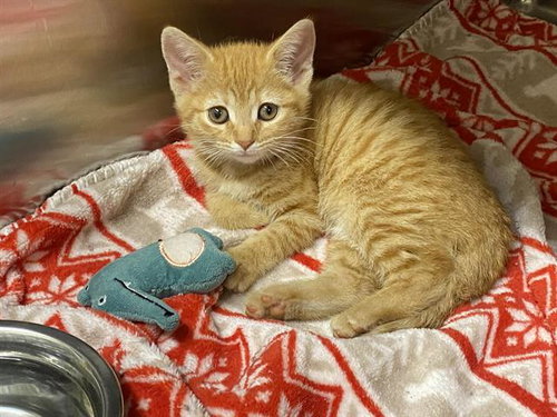 PEACH, Baby Domestic Short Hair (medium coat), cat for adoption in Alhambra, California
