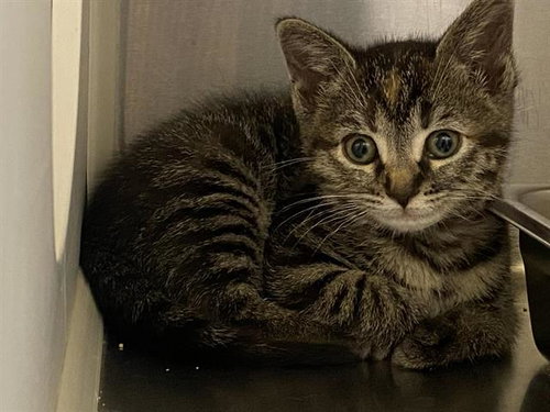 CALI, Baby Domestic Short Hair (medium coat), cat for adoption in Alhambra, California