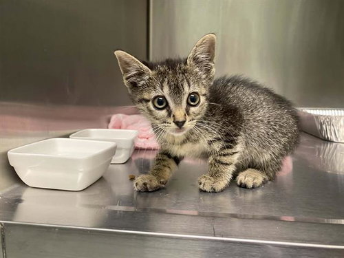 TIMMY, Baby Domestic Short Hair (medium coat), cat for adoption in Alhambra, California
