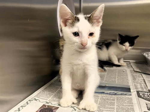 TIMBERLAKE, Baby Domestic Short Hair (medium coat), cat for adoption in Alhambra, California