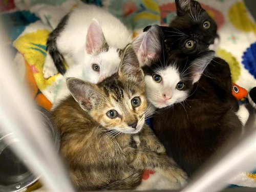 NICK, Baby Domestic Short Hair (medium coat), cat for adoption in Alhambra, California