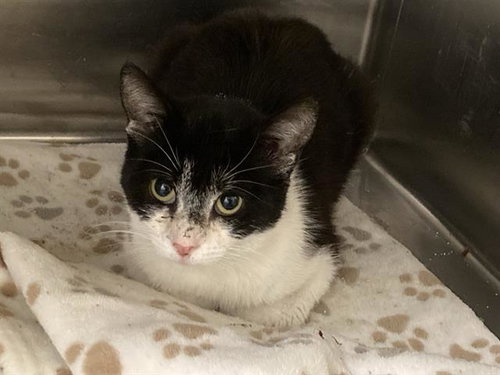 SHANNON, Adult Domestic Short Hair (medium coat), cat for adoption in Alhambra, California
