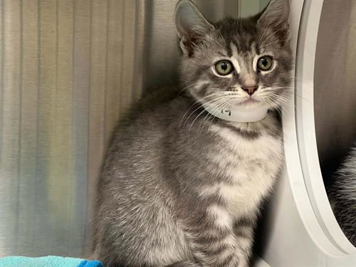 PHOENIX, Baby Domestic Short Hair (medium coat), cat for adoption in Alhambra, California