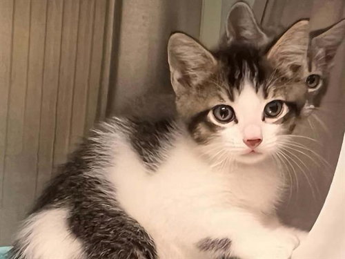 METALLICA, Baby Domestic Short Hair (medium coat), cat for adoption in Alhambra, California