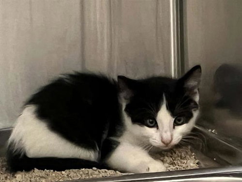HICCUP, Baby Domestic Short Hair (medium coat), cat for adoption in Alhambra, California