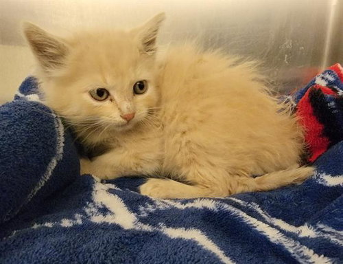 CLIFFORD, Baby Domestic Medium Hair (medium coat), cat for adoption in Alhambra, California