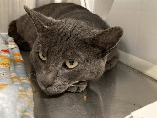 CAMPER, Young Domestic Short Hair (medium coat), cat for adoption in Alhambra, California