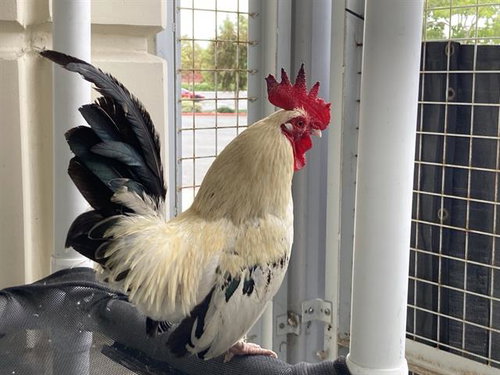 PEDRO - Chicken / Bantam available for adoption