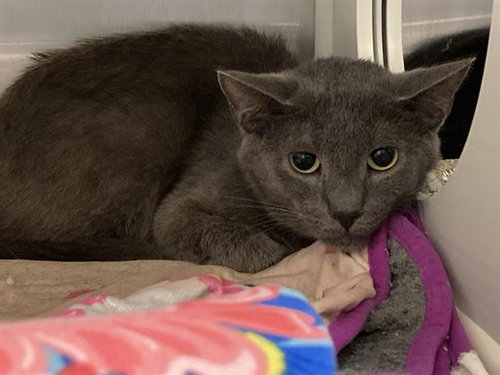 PAUL, Adult Domestic Short Hair (medium coat), cat for adoption in Paramount, California