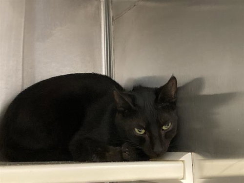 ROBIN HOOD, Adult Domestic Short Hair (medium coat), cat for adoption in Paramount, California