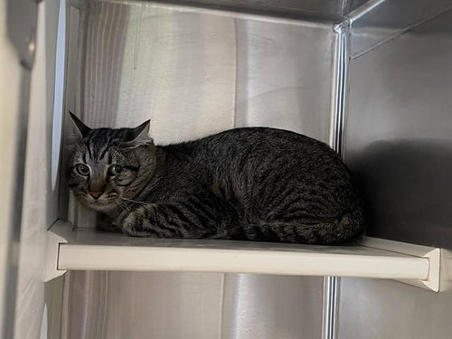 ZORRO, an adoptable Domestic Short Hair in Orange, CA
