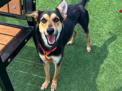 APPLEJACK, an adoptable Australian Kelpie in Orange, CA