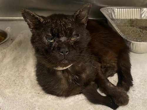 BORIS, Adult Domestic Short Hair (medium coat), cat for adoption in Paramount, California
