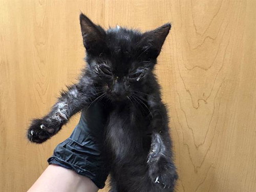 FEY, an adoptable Domestic Short Hair in Orange, CA