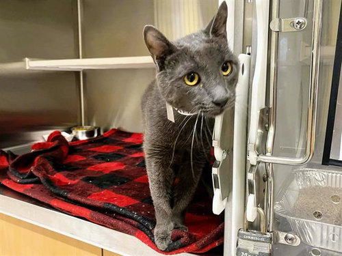 GRANITE, Adult Domestic Short Hair (medium coat), cat for adoption in Paramount, California