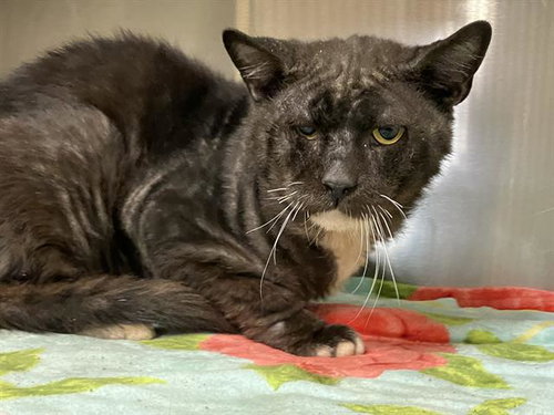 MR. FIZZ, Adult Domestic Short Hair (medium coat), cat for adoption in Paramount, California