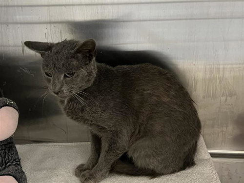 ATLANTIS, Adult Domestic Short Hair (medium coat), cat for adoption in Paramount, California
