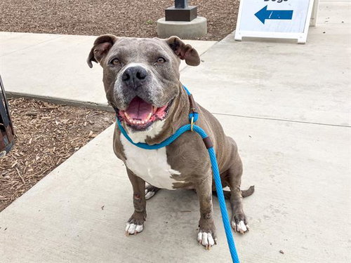 MAGGIE, an adoptable Pit Bull Terrier in Orange, CA