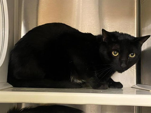SMOKY, an adoptable Domestic Short Hair in Orange, CA