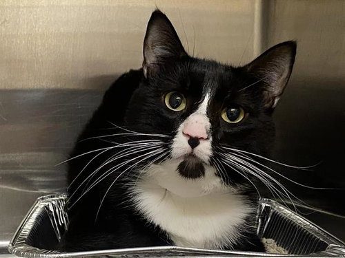 BOND, Adult Domestic Short Hair (medium coat), cat for adoption in Paramount, California