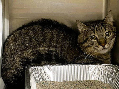 BUFFALO BILL, Adult Domestic Short Hair (medium coat), cat for adoption in Paramount, California