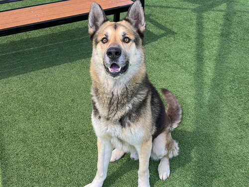 HEIMDALL, an adoptable German Shepherd Dog in Orange, CA