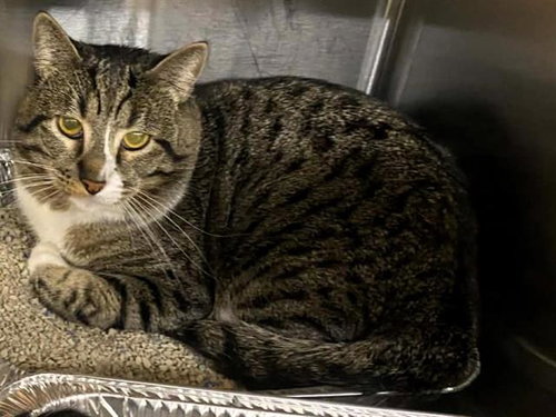 RUSSET, an adoptable Domestic Short Hair in Orange, CA