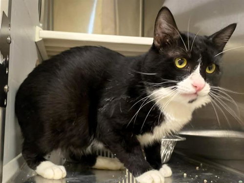 RUMBLE, Adult Domestic Short Hair (medium coat), cat for adoption in Paramount, California