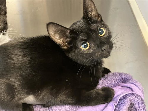 KATY PURRY, Baby Domestic Short Hair (medium coat), cat for adoption in Paramount, California