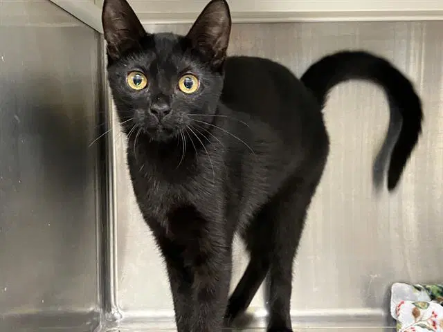 Katy Purry - Domestic Short Hair