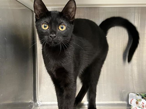 KATY PURRY, a cat for adoption from Orange County Animal Care Center