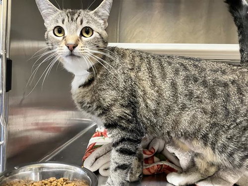 MOCHI, Young Domestic Short Hair (medium coat), cat for adoption in Paramount, California